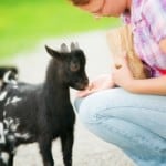 mom-feeds-baby-goat-image