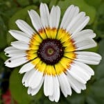 white-yellow-black-flower-image