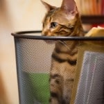 cat-peeping-out-trash-can-image