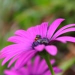 purple-flower-bee-fuzzy-background-image