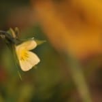 delicate-yellow-flower-image
