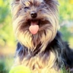 brown-dog-tongue-green-background-image