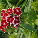 red-flowers-white-fringe-image