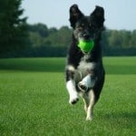 dog-jumping-with-ball-in-mouth-image