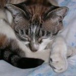 curled-up-cat-image