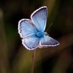 delicate-blue-butterfly-green-background-image