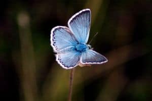 delicate-blue-butterfly-green-background-image