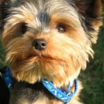 cute-miniature-terrier-blue-collar-image