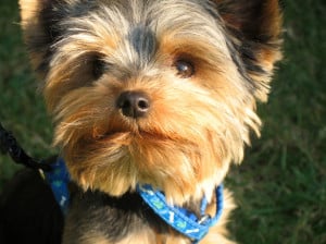 cute-miniature-terrier-blue-collar-image