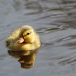baby-duck-floating-pond-image