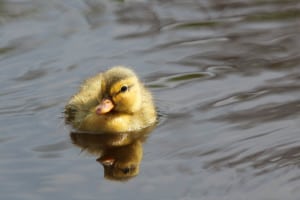 baby-duck-floating-pond-image