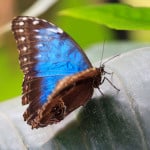 blue-butterfly-perched-image