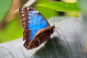 blue-butterfly-perched-image