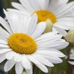 big-daisies-white-image