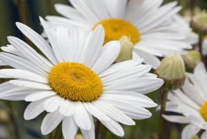 big-daisies-white-image