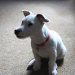 terrier-puppy-image