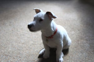 terrier-puppy-image