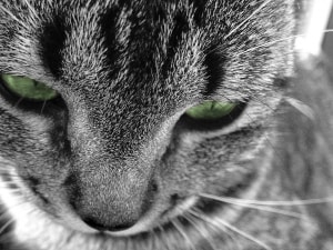 black-and-white-cat-green-eyes-image