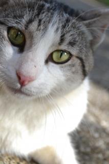 gray-white-cat-green-eyes-close-up-image