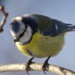 yellow-gray-black-bird-twig-image