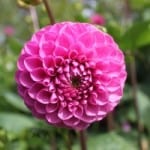 beautiful-pink-ball-flower-image