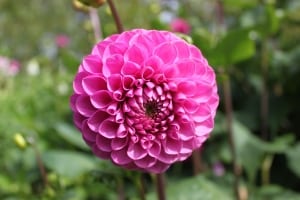 beautiful-pink-ball-flower-image