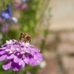 bright-purple-flower-bee-image