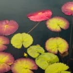 water-lilies-on-pond-image