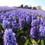 field-of-hyacinth-image