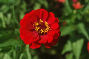 bright-red-zinnia-flower-image