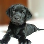 shiny-black-puppy-image