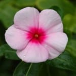 light-pink-bright-pink-flower-image