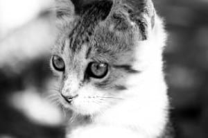shy-cat-black-and-white-image