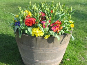 wooden-bucket-yellow-red-flowers-image