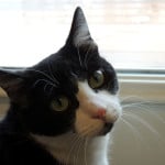 black-white-cat-at-window-image