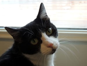 black-white-cat-at-window-image