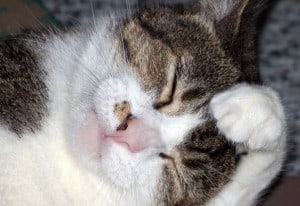 cat-paw-headache-image