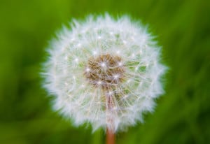 dandelion-puff-grass-image