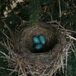 baby-blue-eggs-next-tree-image