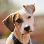 brown-white-dog-blue-collar-image