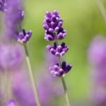 purple-stalk-flower-image