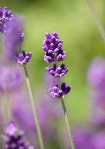 purple-stalk-flower-image