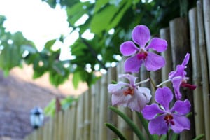 orchids-on-fence-image