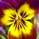 pansy-close-up-yellow-purple-image