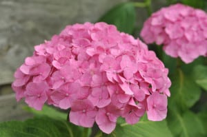 pink-flowers-green-leaves-image