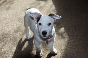 black-and-white-pup-shadows-image