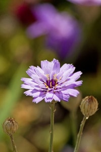light-purple-flower-field-image