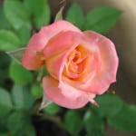 peachy-pink-rose-image
