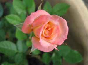 peachy-pink-rose-image