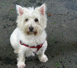 white-terrier-red-harness-image